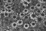 preview bw
