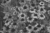preview bw