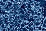 preview cold
