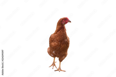 image to crop