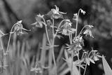 preview bw