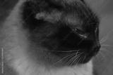 preview bw