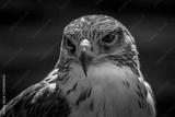 preview bw