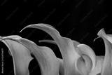 preview bw