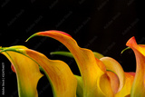 preview original