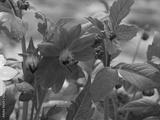 preview bw