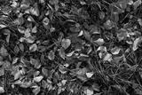 preview bw