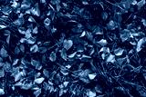 preview cold