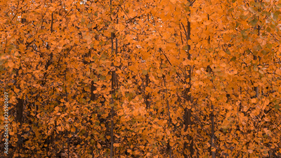 image to crop
