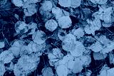 preview cold