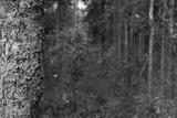 preview bw