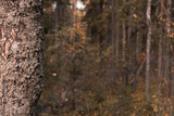 preview original