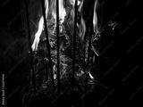preview bw