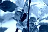 preview cold