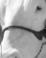 preview bw