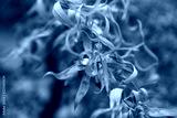 preview cold
