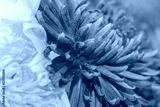 preview cold