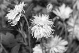 preview bw