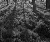 preview bw
