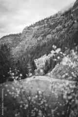 preview bw