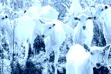 preview cold