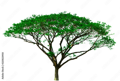 image to crop