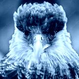 preview cold