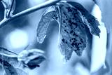 preview cold