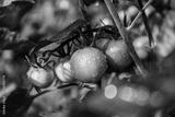 preview bw