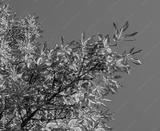 preview bw
