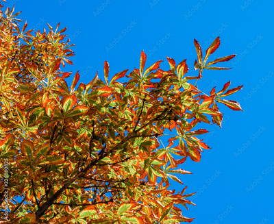 image to crop