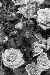 preview bw