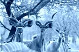 preview cold