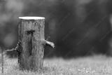 preview bw