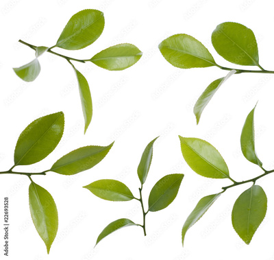 image to crop