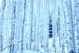 preview cold