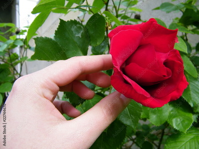 image to crop