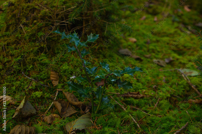 image to crop