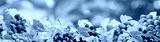 preview cold