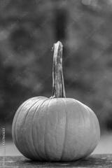 preview bw