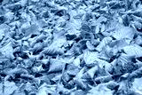 preview cold