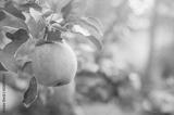 preview bw