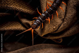 preview original
