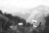 preview bw