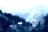 preview cold
