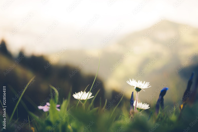 image to crop