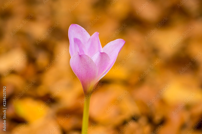 image to crop