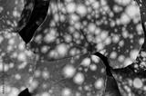 preview bw