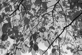 preview bw