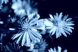 preview cold